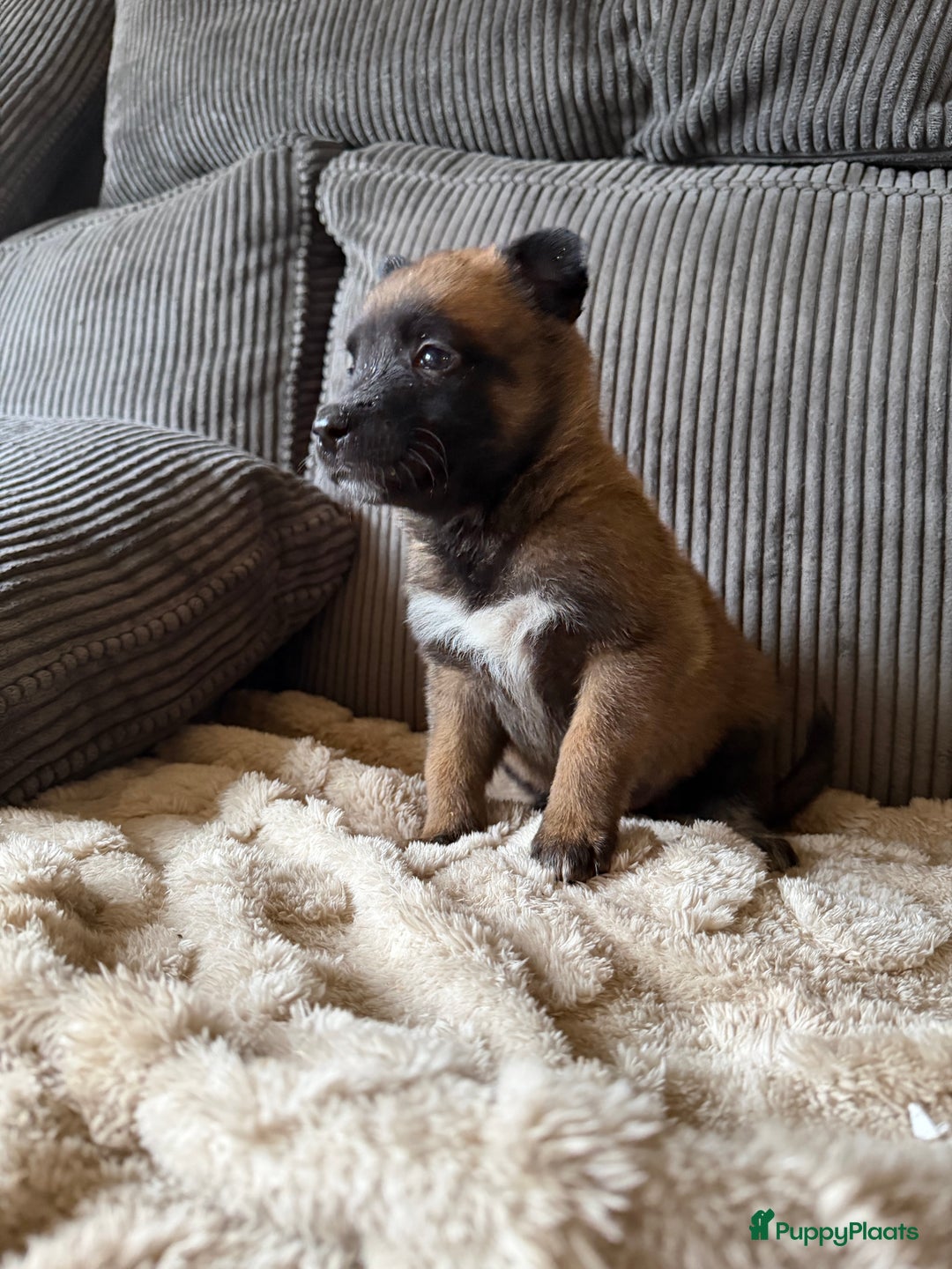 Mechelse Herder honden te koop: Prachtige Mechelse herder pups! - Advertentie 4