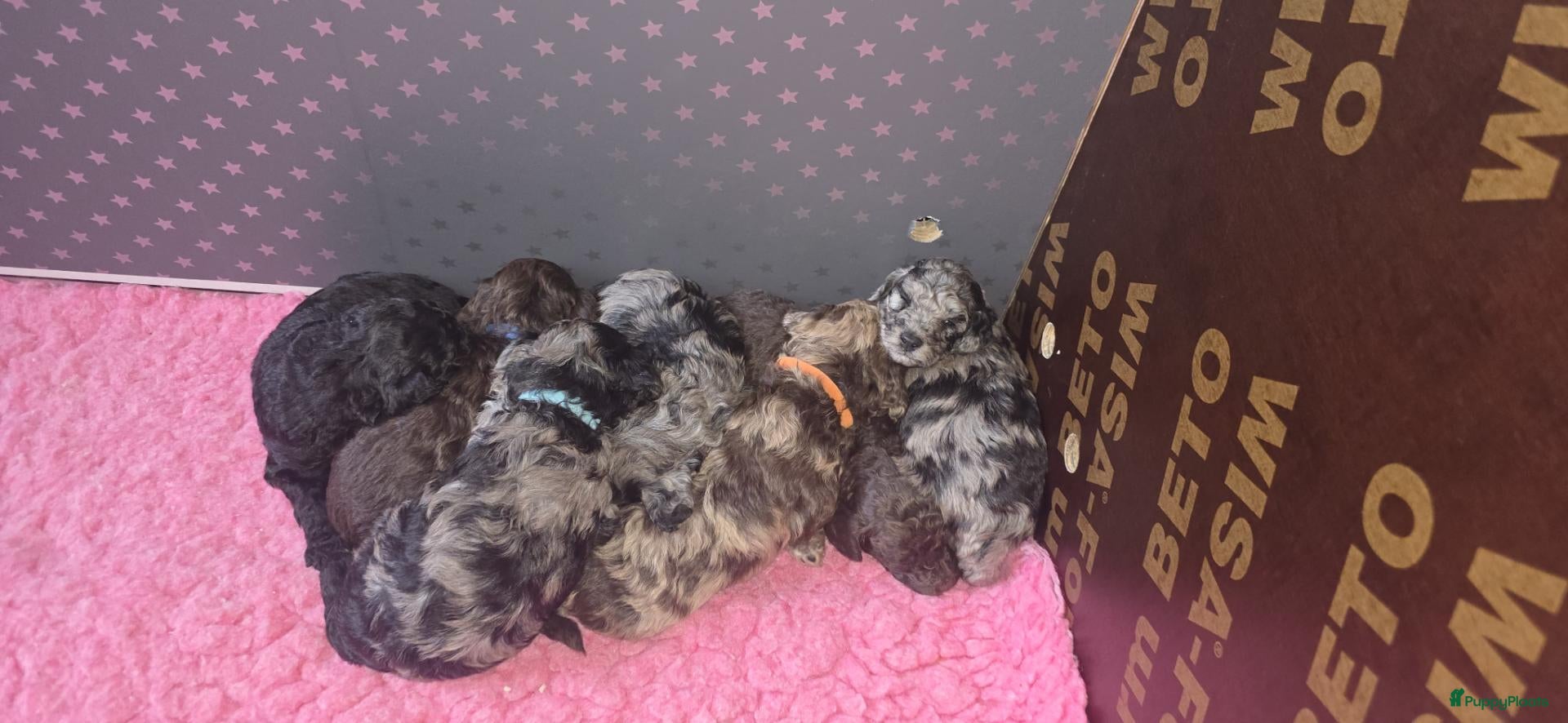Labradoodle honden Mooie mini labradoodle puppies  - Advertentie 1