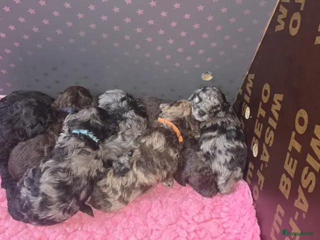 Labradoodle honden te koop: Mooie mini labradoodle puppies - Advertentie 1