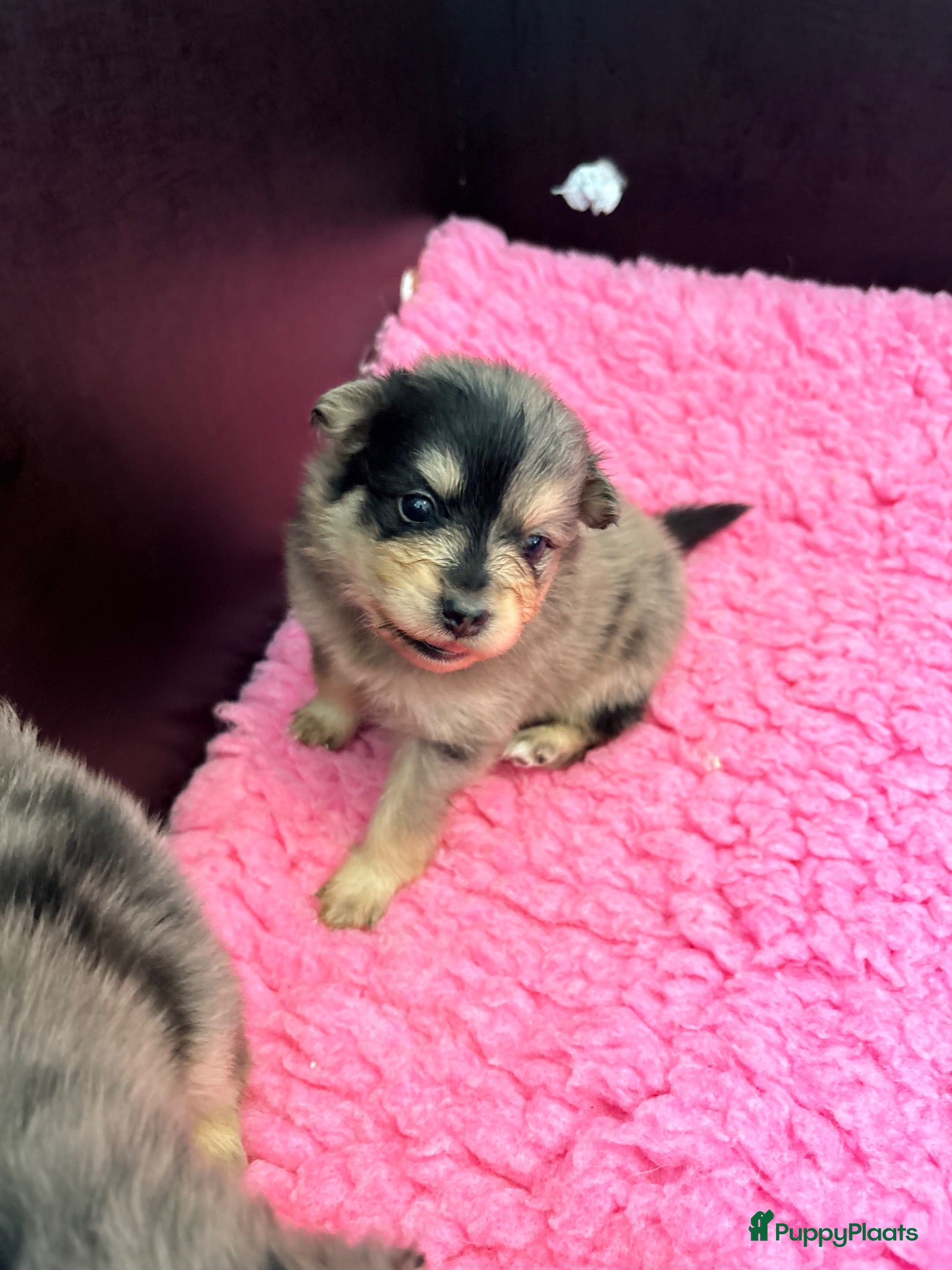 Kruising honden Pomeriaan pups black en tan & merle - Advertentie 6