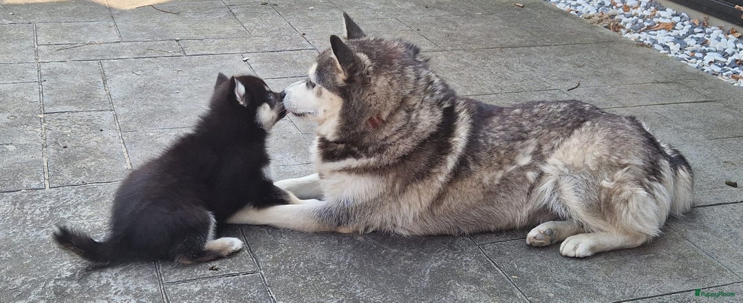 Pomsky honden te koop: Schitterende Pomsky pups  - Advertentie 10