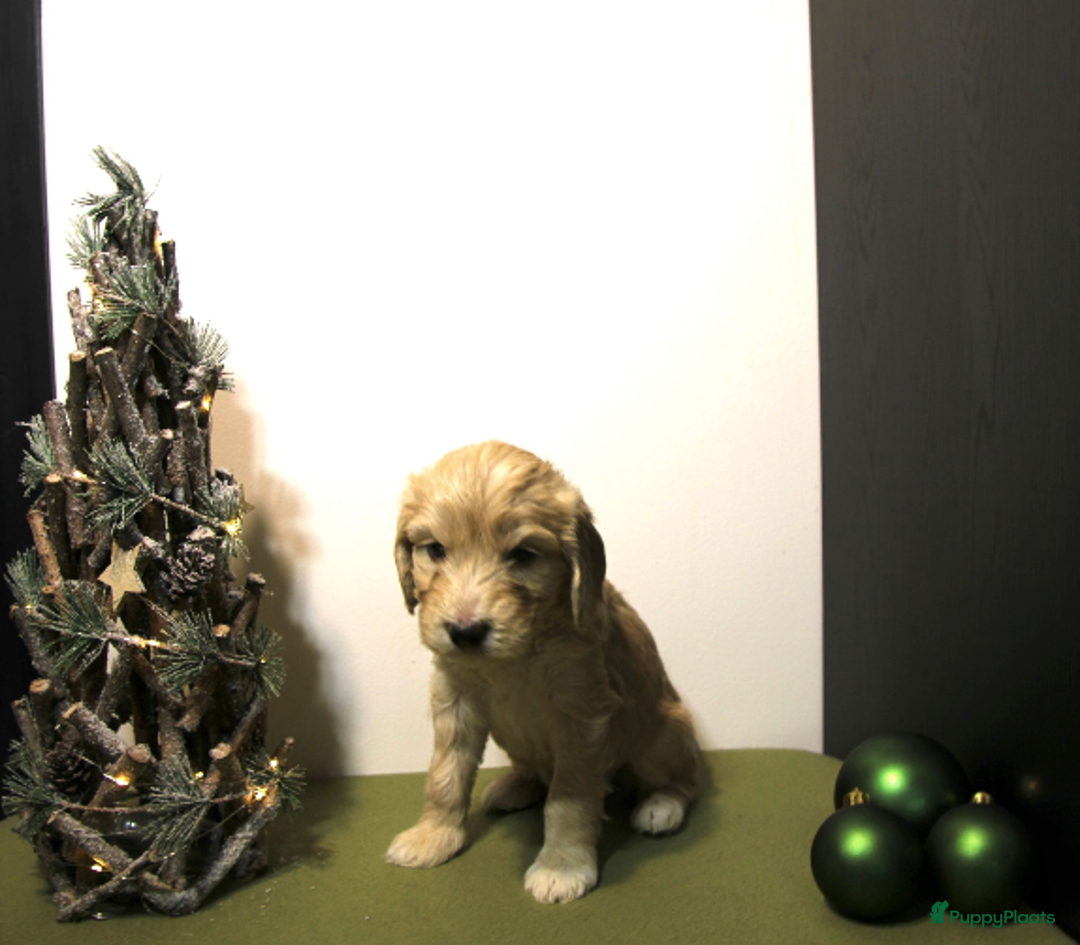 Barbet honden te koop: Barbet pups - Advertentie 2