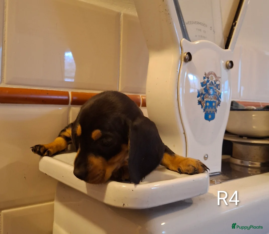 Teckel (korthaar)  honden te koop: Black and tan teckel pups  - Advertentie 6