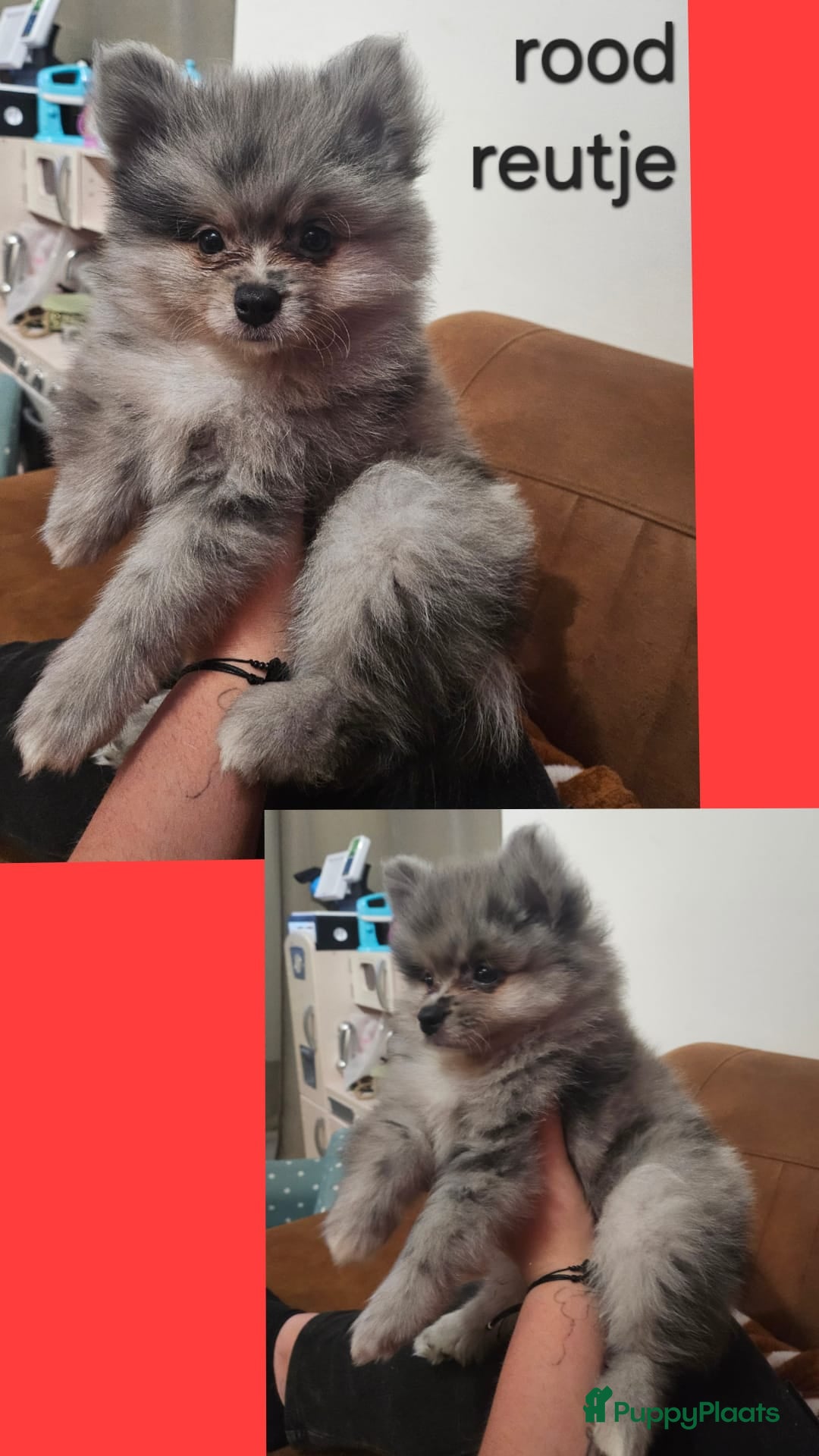 Kruising honden te koop: Lieve pomeriaan/kleine keeshond pups - Advertentie 3