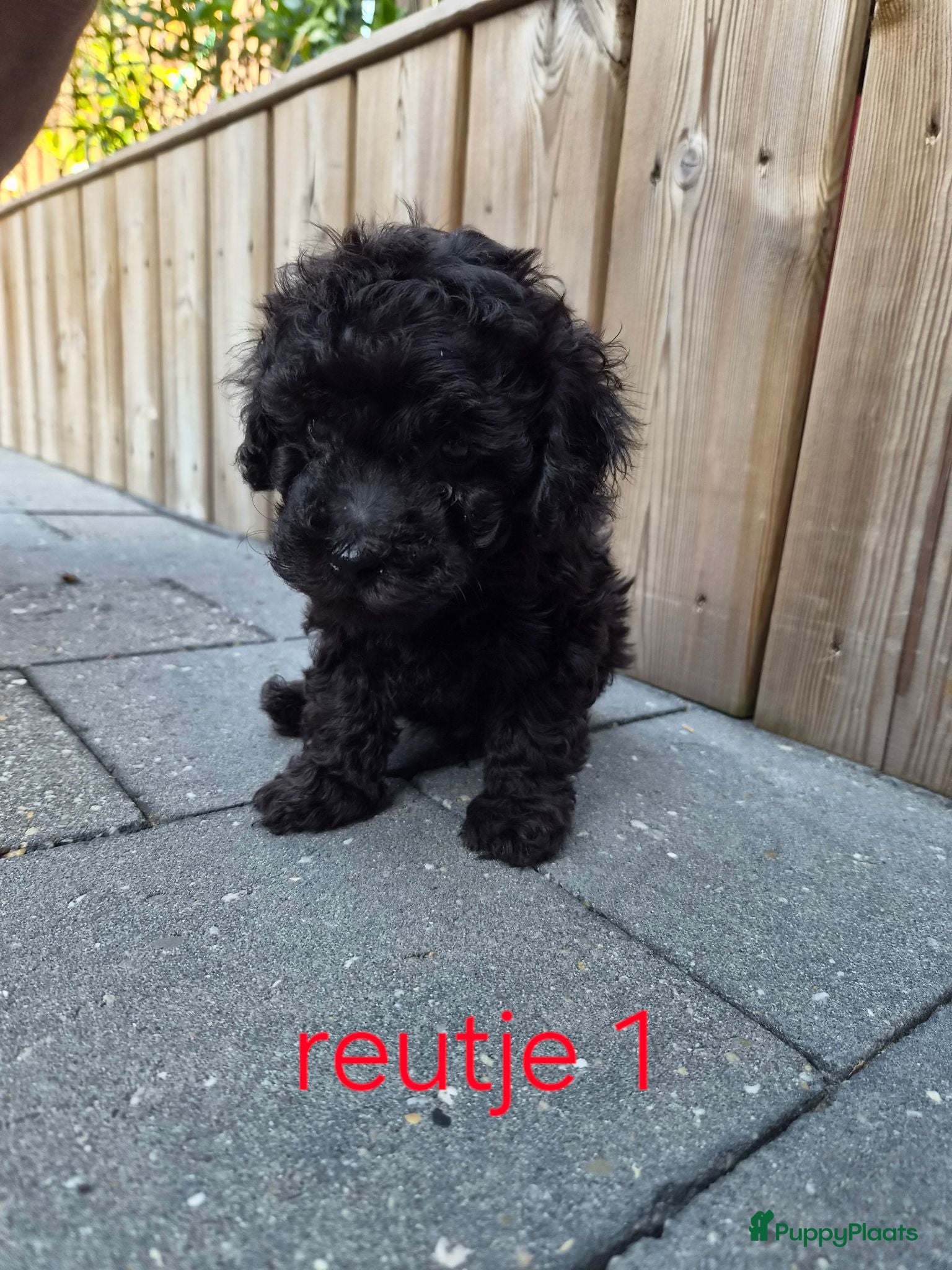 Kruising honden toy x kleine Dwergpoedel pups - Advertentie 4