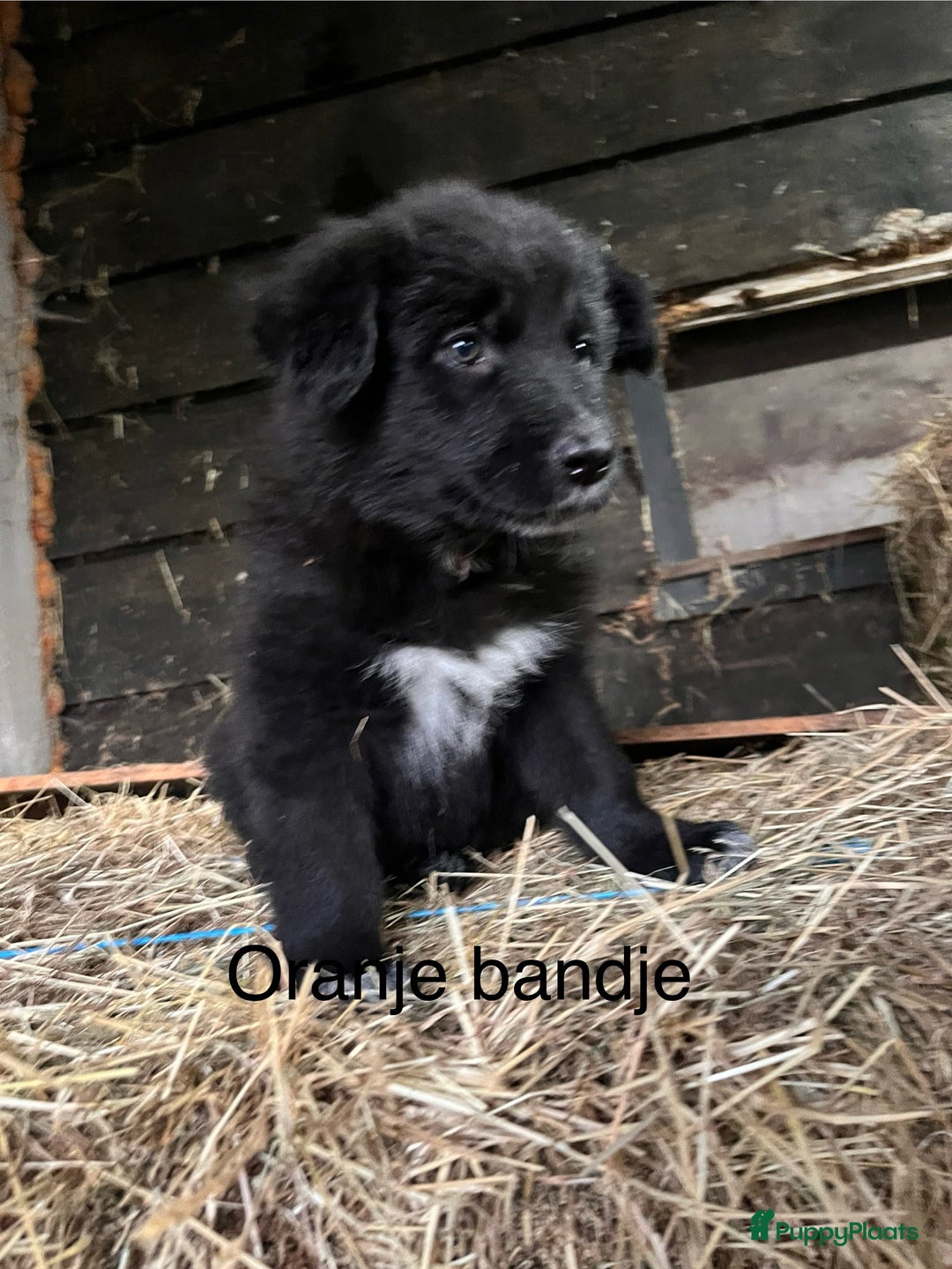 Kruising honden te koop: Lieve duitse herder x border collie pups - Advertentie 6