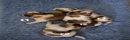 Kooikerhondje honden te koop:  Kooikerhondje puppy's /Kooiker pups, Kooikerhond  in Beek Gem Montferland - Advertentie 6