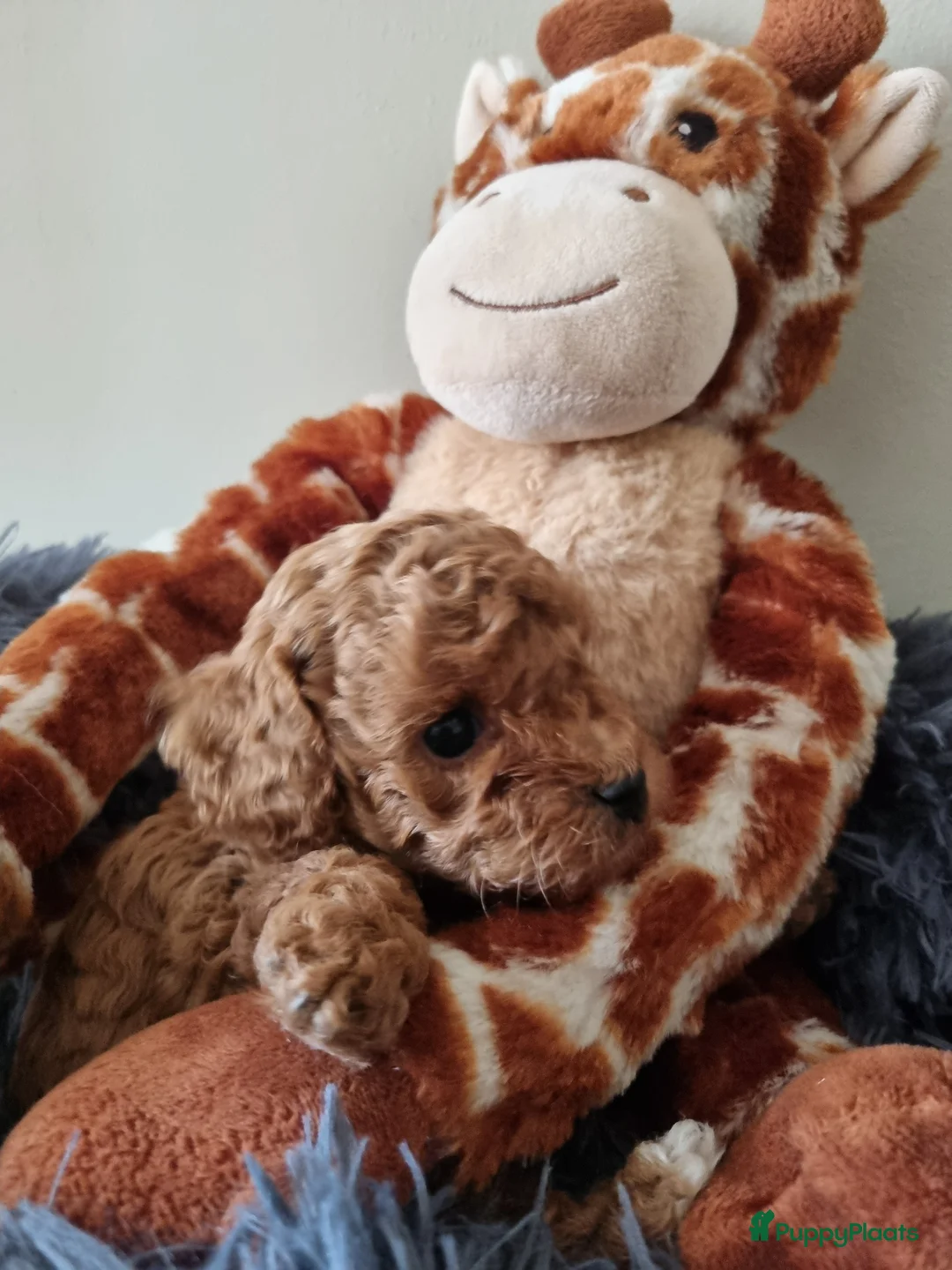Poedel Toy honden te koop: Toy poedel pups - Advertentie 14