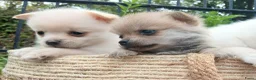 Pomchi honden te koop: Lieve pomchis - Advertentie 4