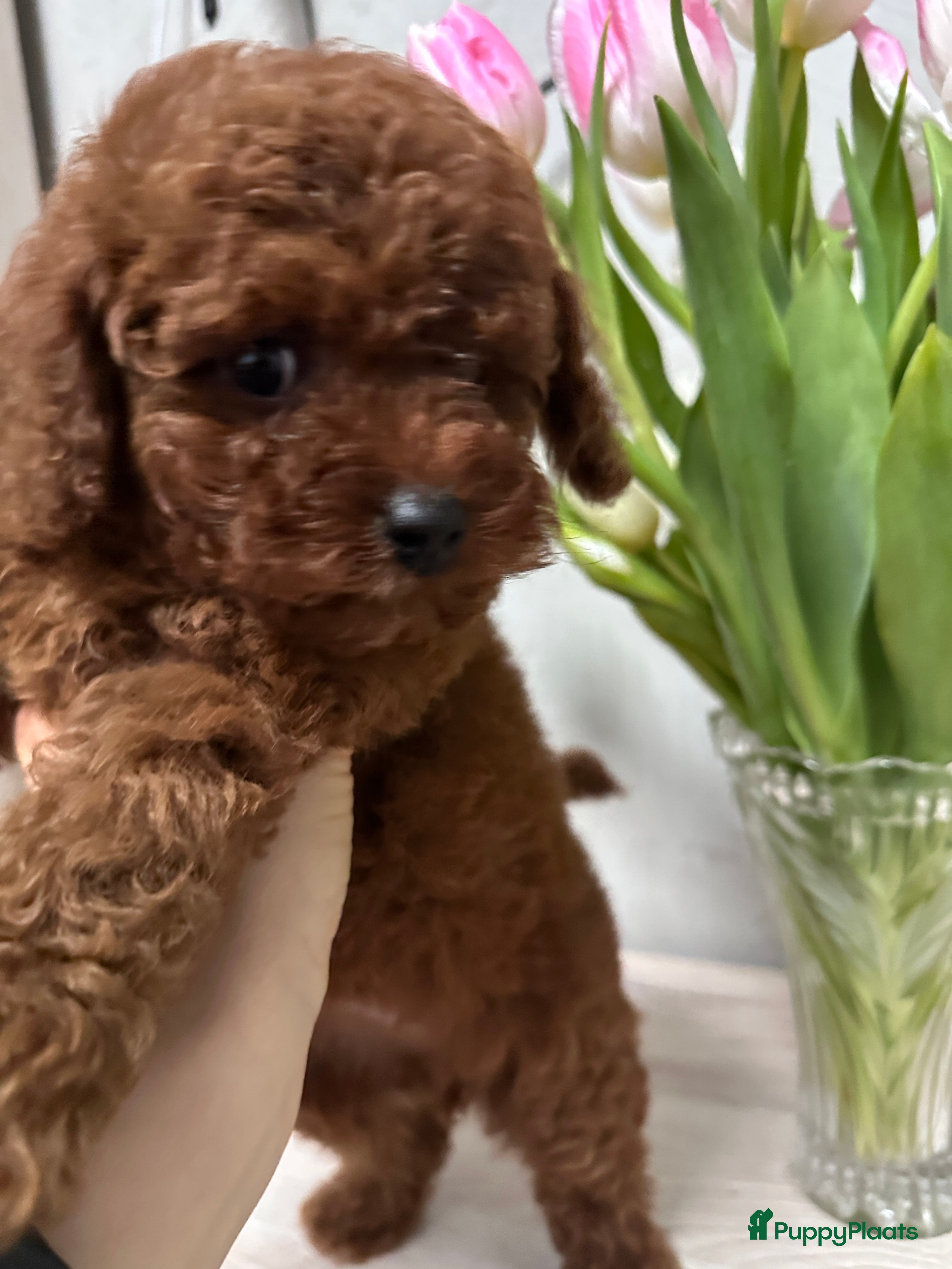 Poedel Toy honden Schattige Toy Poedel puppy’s in rode (red) kleur - Advertentie 2