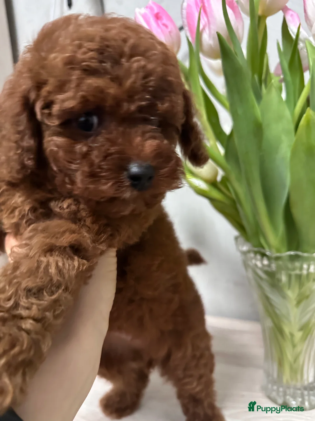 Poedel Toy honden te koop: Schattige Toy Poedel puppy’s in rode (red) kleur - Advertentie 2