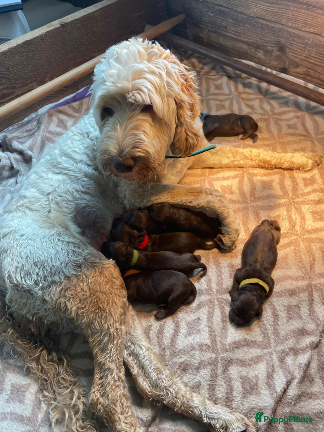 Labradoodle honden te koop: Chocolade bruine labradoodles Australian  bloed  - Advertentie 2