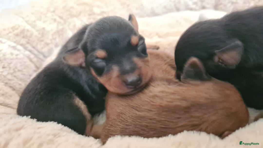 Praagse Rattler honden te koop: 100% Praagse rattler raszuivere puppy's  krysarik  - Advertentie 2