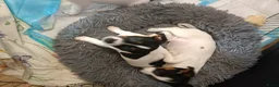 Jack Russel Terriër honden te koop: Lieve jack Russell pups te koop (2reutjes) - Advertentie 4