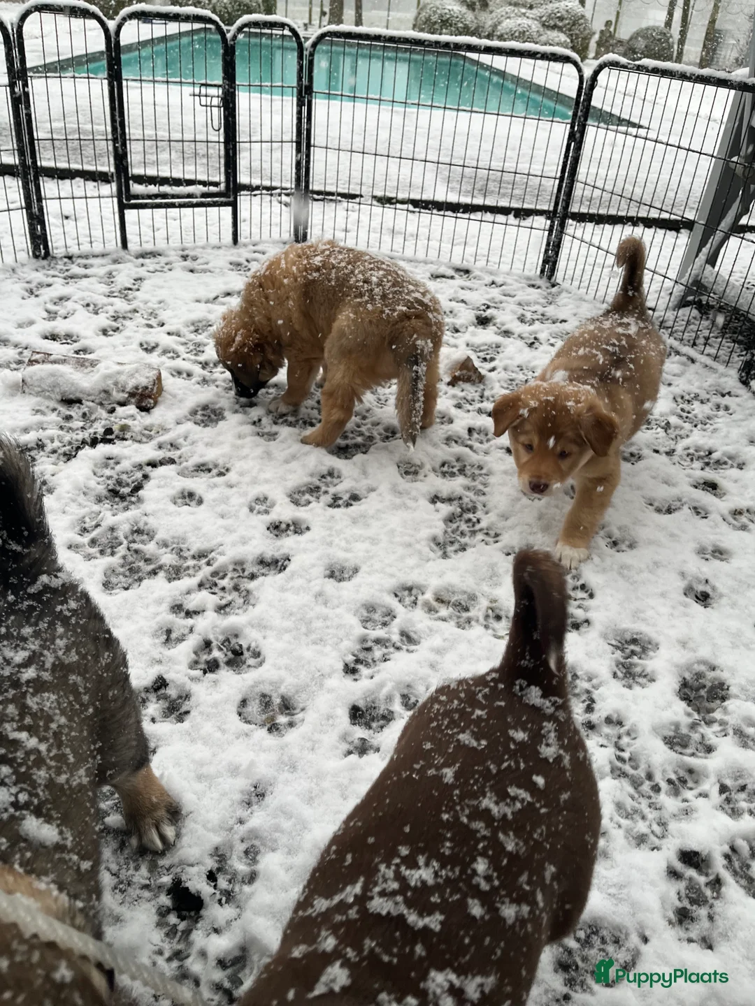 Kruising honden te koop: 🐾 Lieve, sociale pups zoeken hun gouden mandje 🐾 - Advertentie 7