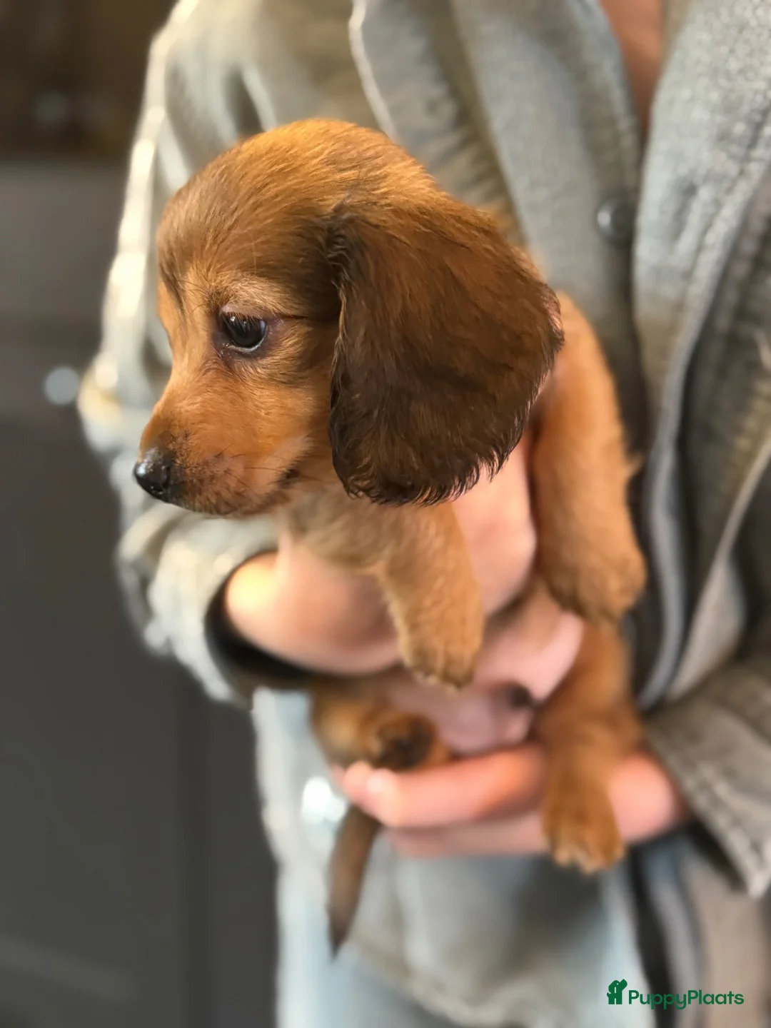 Teckel (langhaar) honden te koop: Langhaar dwergteckel chocolade Cream  - Advertentie 20