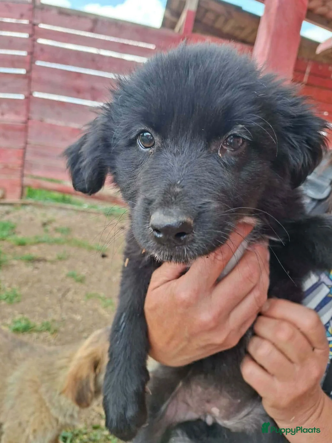 Kruising honden ter adoptie: Linna - Advertentie 5