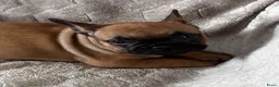Franse Bulldog honden te koop: Franse Bulldog pups - Advertentie 5