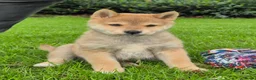 Kruising honden te koop: Shiba inu pups 8 weken (kwart pomeriaan) - Advertentie 13