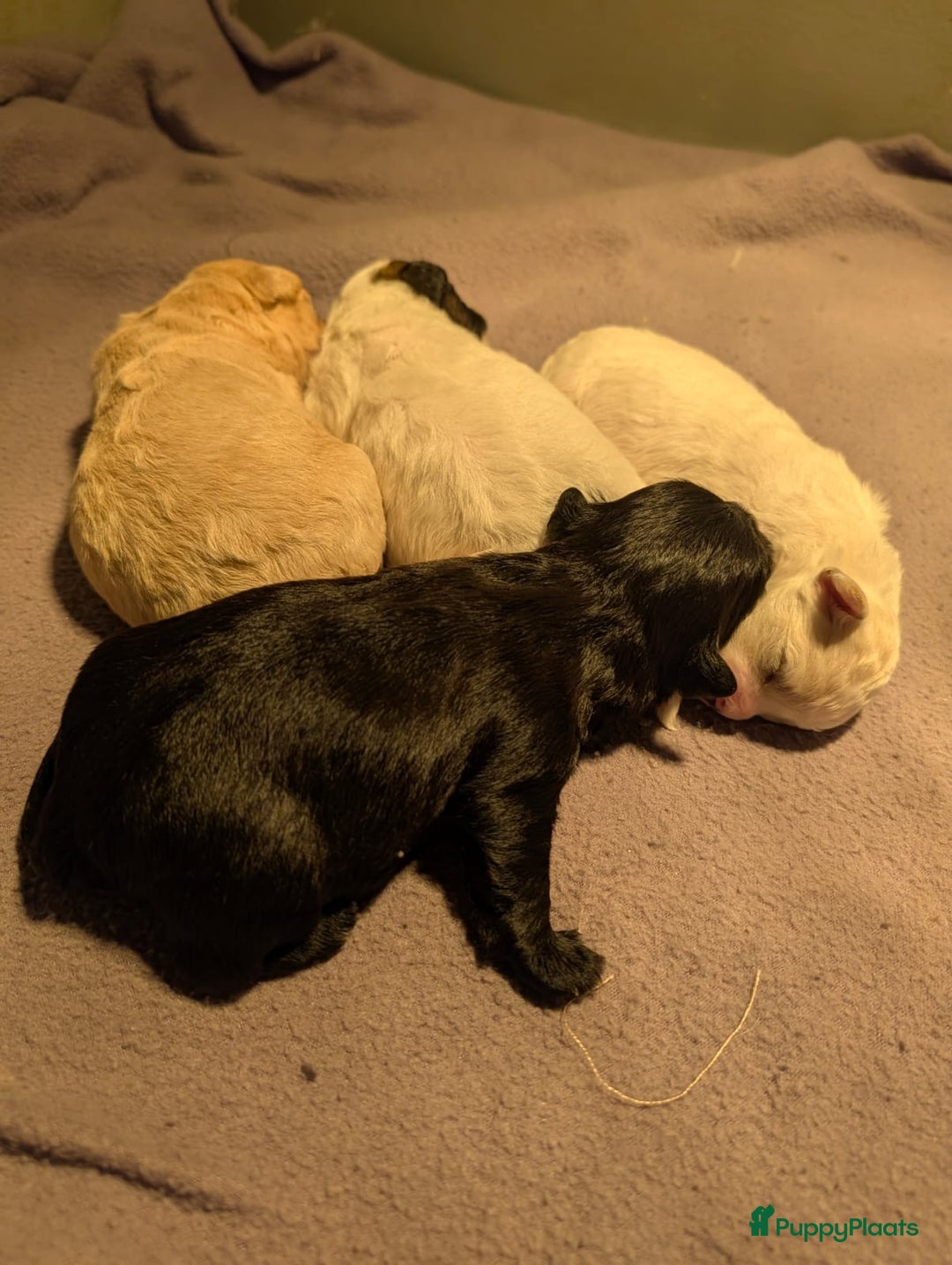 Kruising honden te koop: Lief boomer nestje  - Advertentie 6