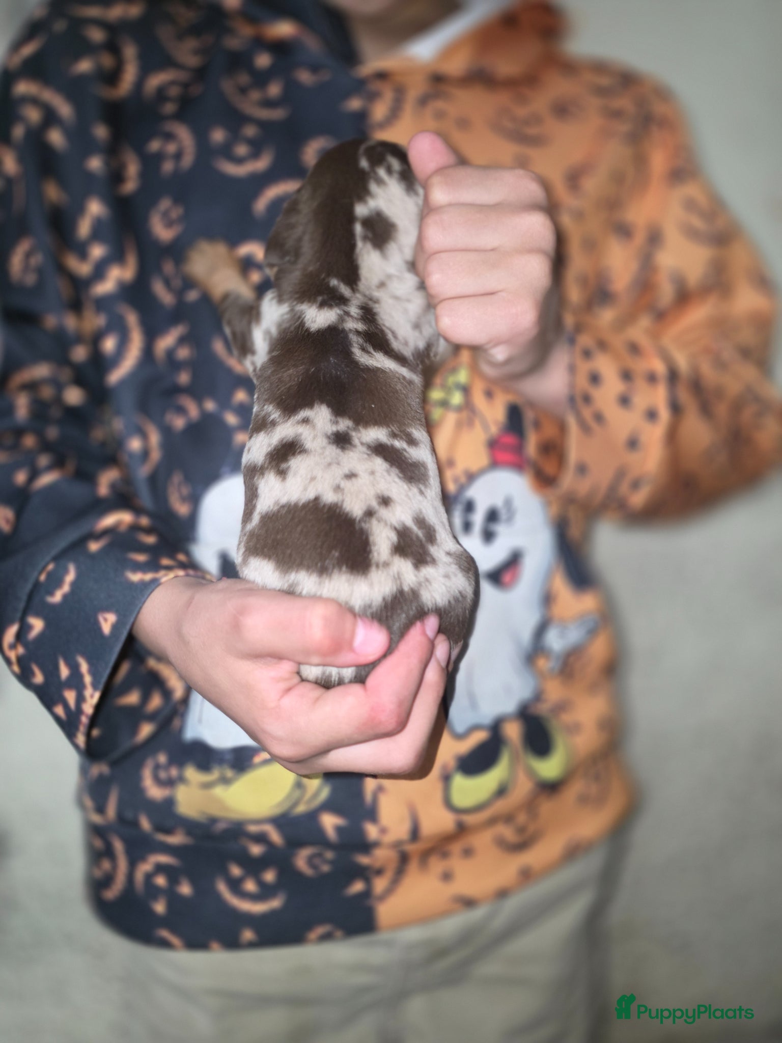 Teckel (korthaar)  honden te koop: ❤️ Prachtige, sociale, lieve dwergteckel pups ❤️ - Advertentie 16