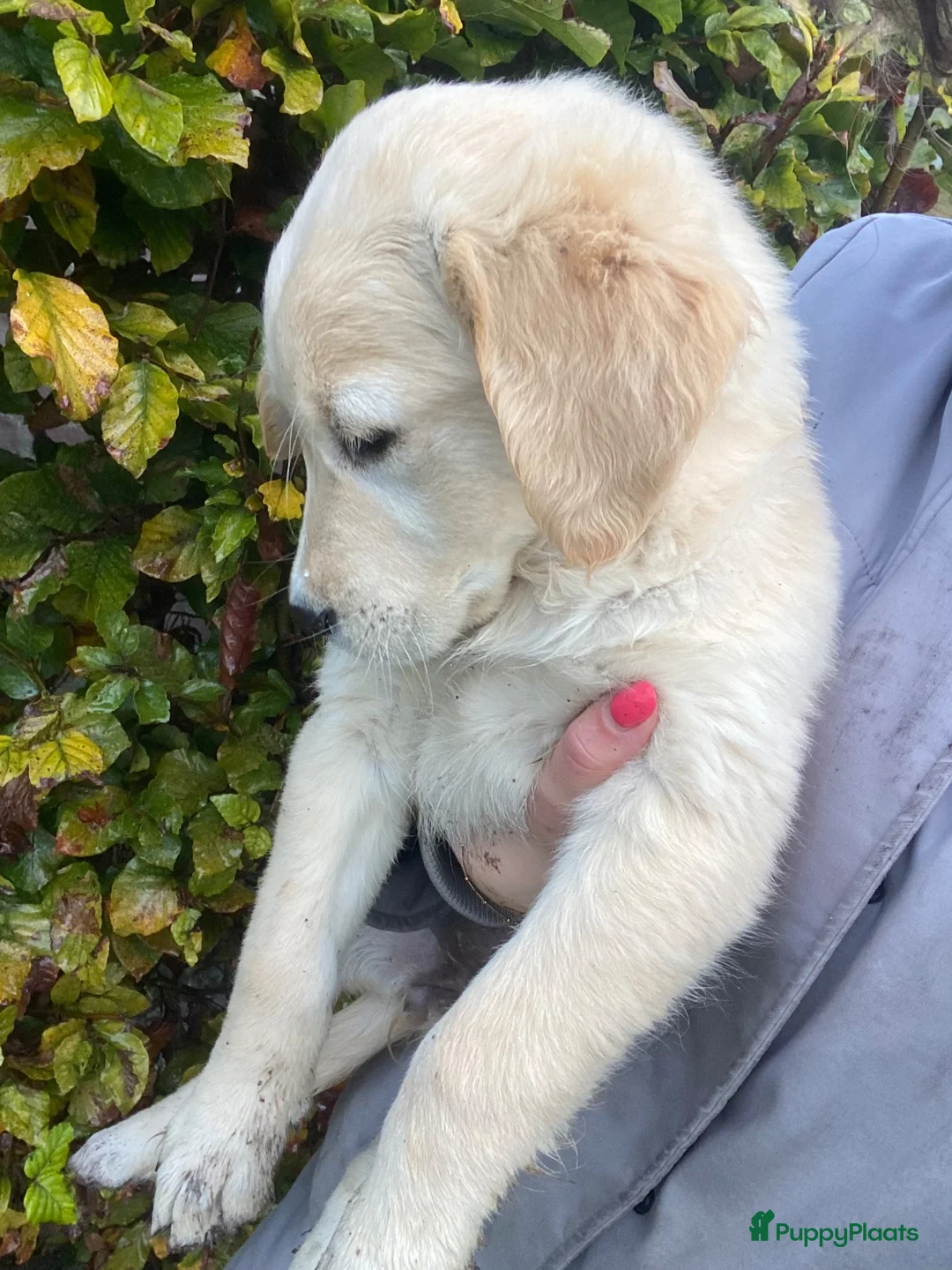 Golden Retriever honden te koop: Golden retriever teefje pup - Advertentie 2