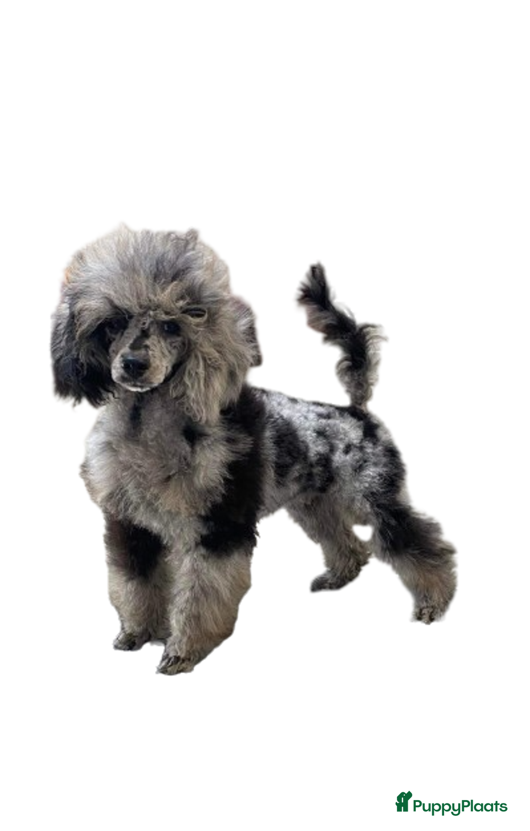 Poedel Toy honden te koop: tk blue merle tan reutje 2,5 jaar - Advertentie 1