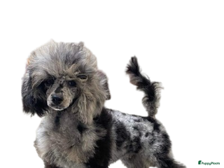 Poedel Toy honden tk blue merle tan reutje 2,5 jaar - Advertentie 9