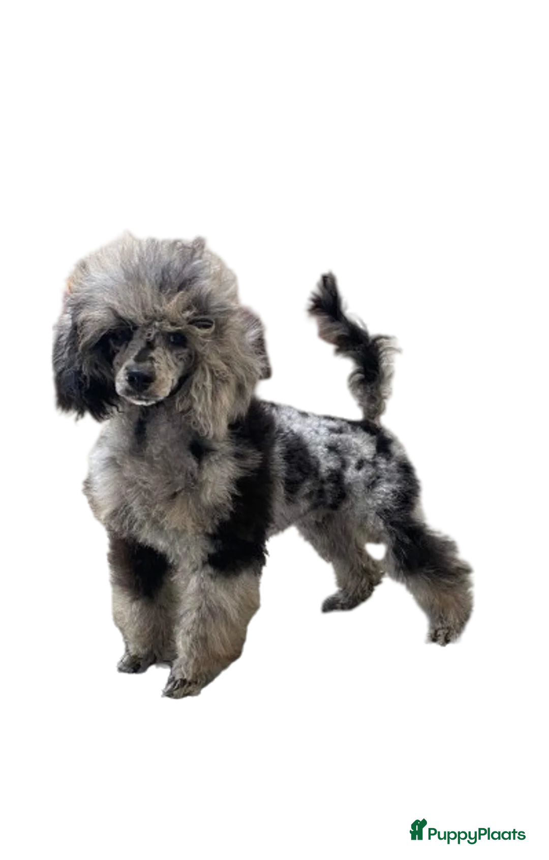 Poedel Toy honden te koop: tk blue merle tan reutje 2,5 jaar - Advertentie 1