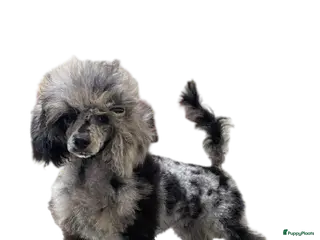 Poedel Toy honden tk blue merle tan reutje 2,5 jaar - Advertentie 14