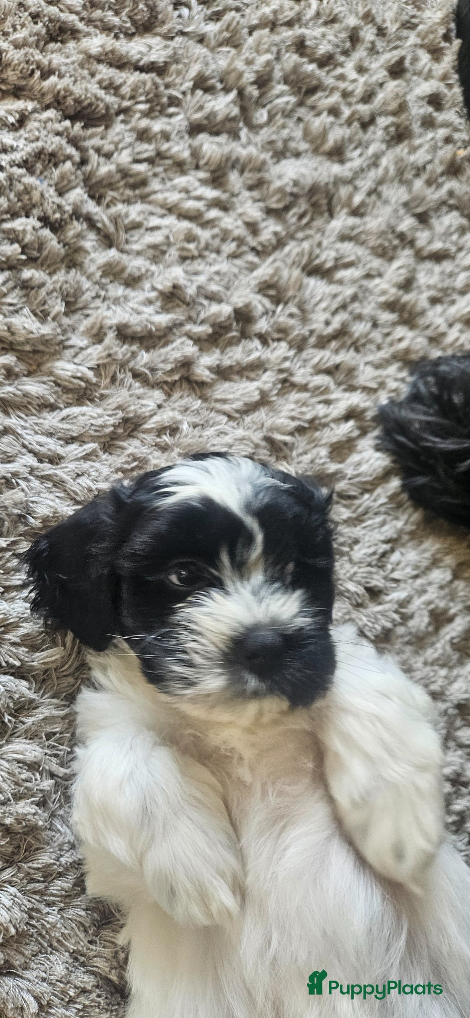 Kruising honden Labradoodle mini x Boomer pups - Advertentie 2