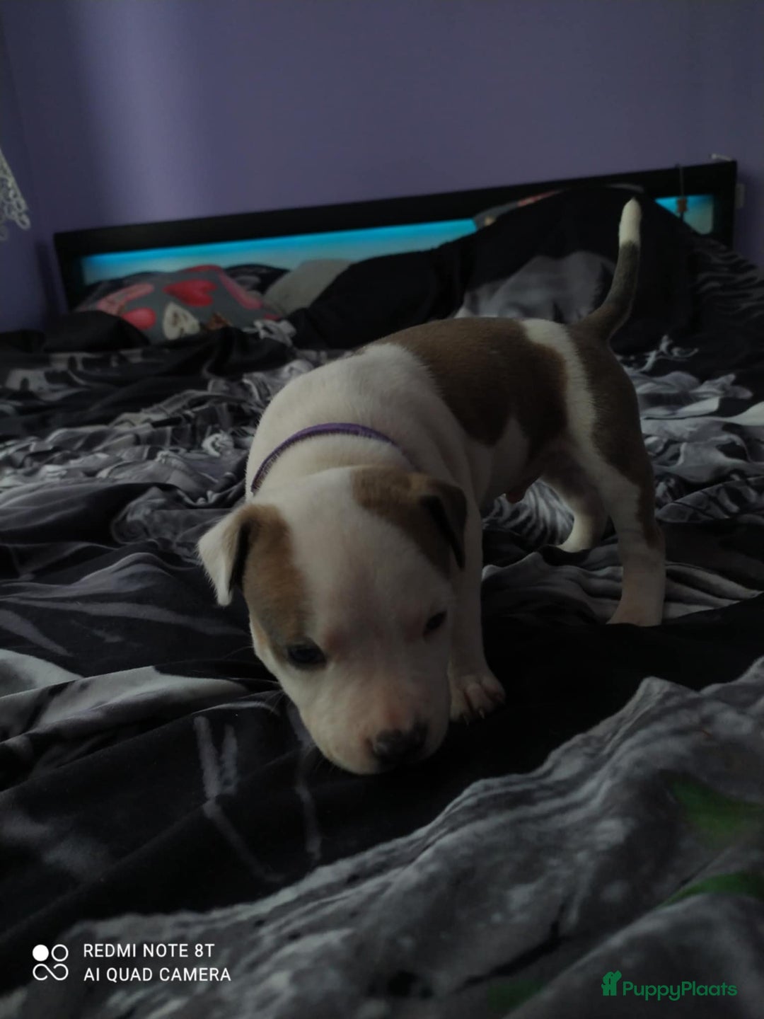 American Staffordshire Terriër honden te koop: American Staffordshire Terrier  - Afbeelding 8