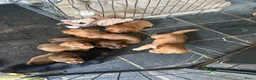 Teckel (langhaar) honden te koop: Langhaar dwergteckel chocolade Cream  - Advertentie 5
