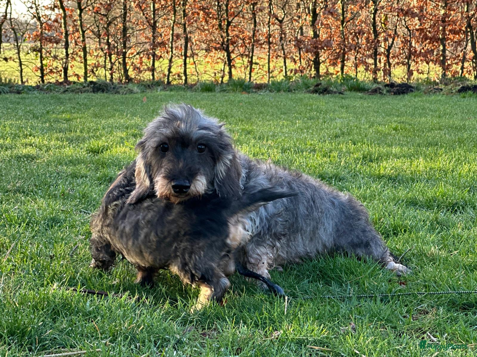 Kruising honden prachtige kruising teckel pups - Advertentie 2