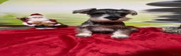 Dwergschnauzer honden te koop: Dwergschnauzer pups - Advertentie 8