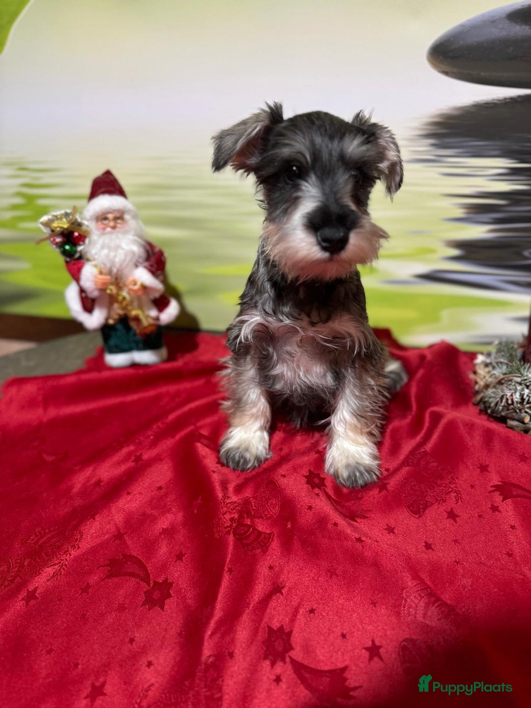 Dwergschnauzer honden te koop: Dwergschnauzer pups - Advertentie 8