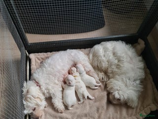 Maltezer honden Te koop nog 1 reutje - Advertentie 2