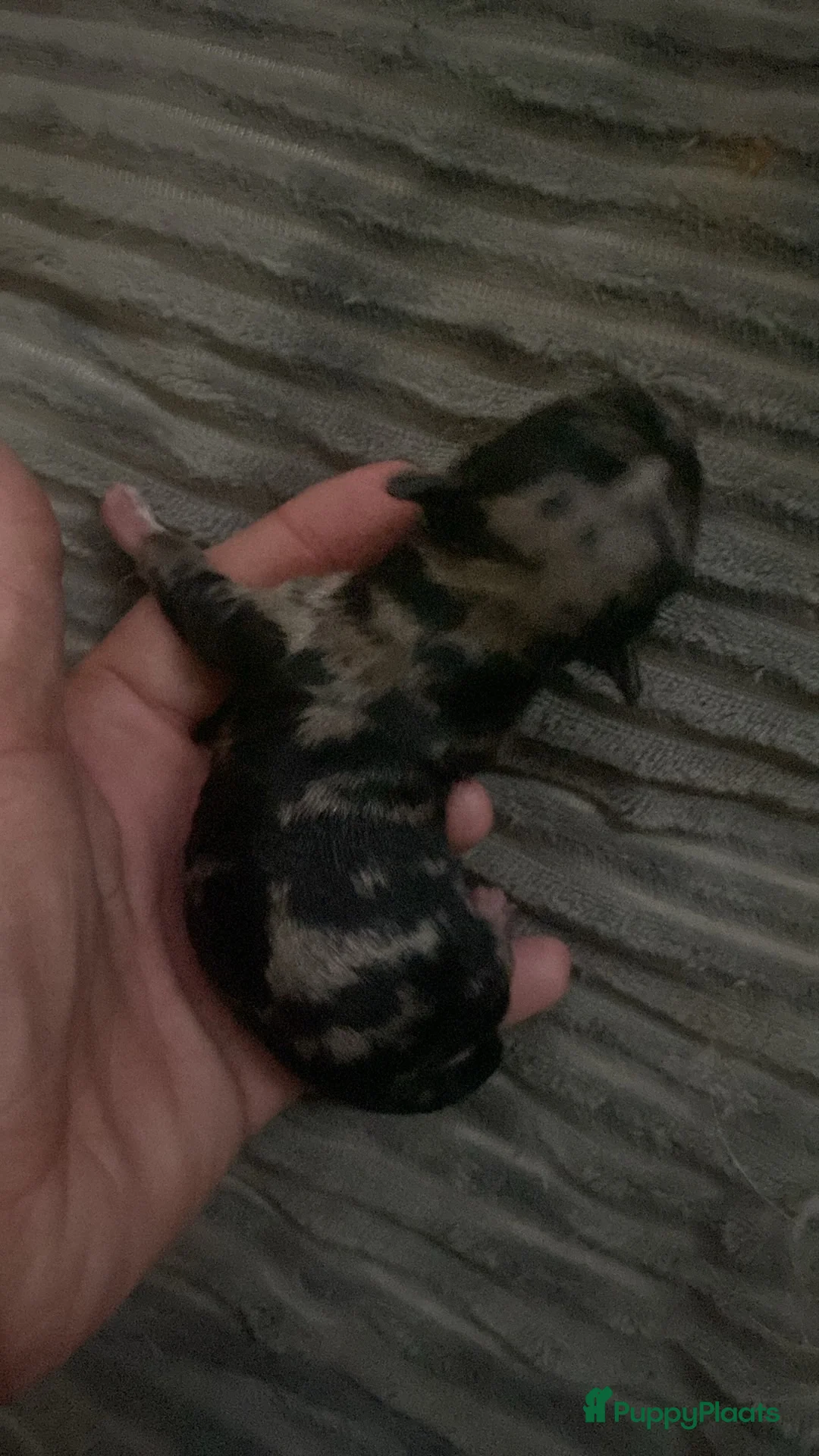 Chihuahua honden te koop: Chihuahua pups reutjes in Heerlen - Advertentie 2