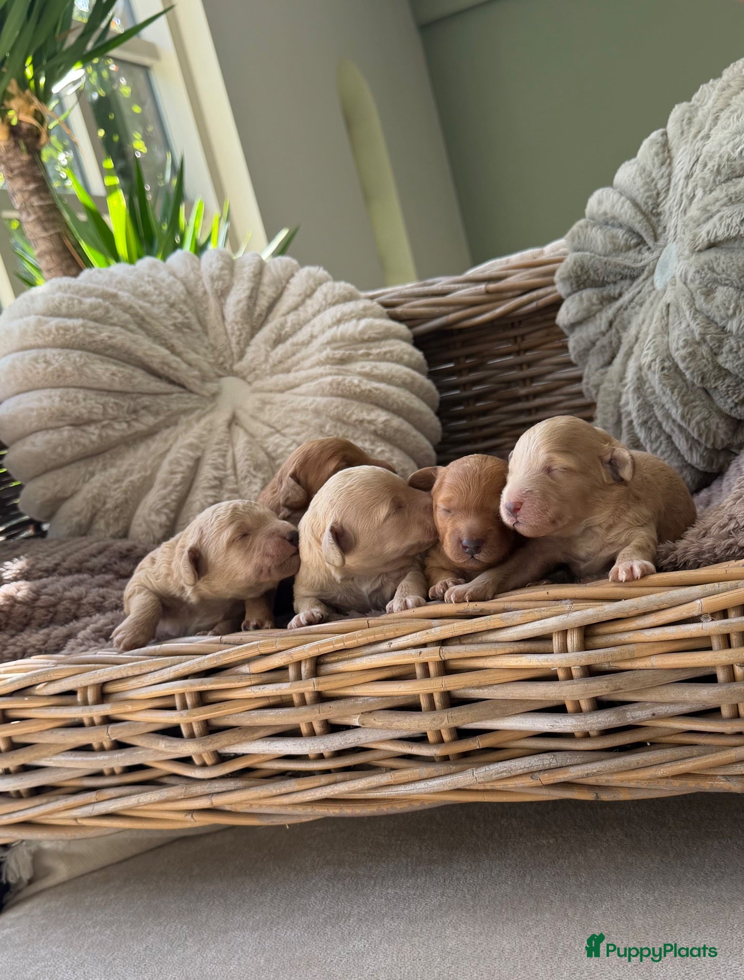 Labradoodle honden Mini Labradoodle  - Advertentie 2