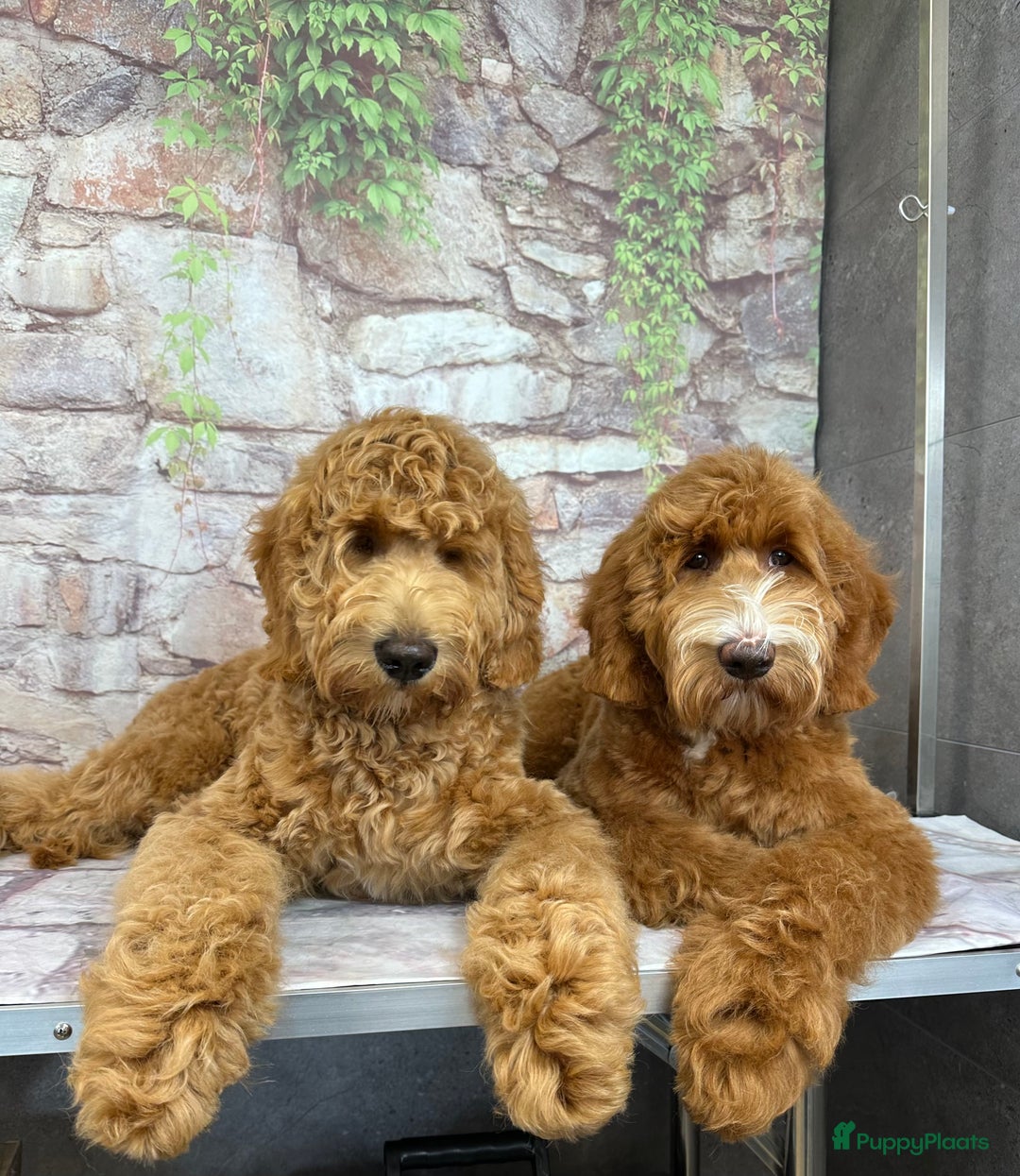Australian Labradoodle honden te koop: Labradoodle puppy’s verwacht 🐶🐾 - Advertentie 13