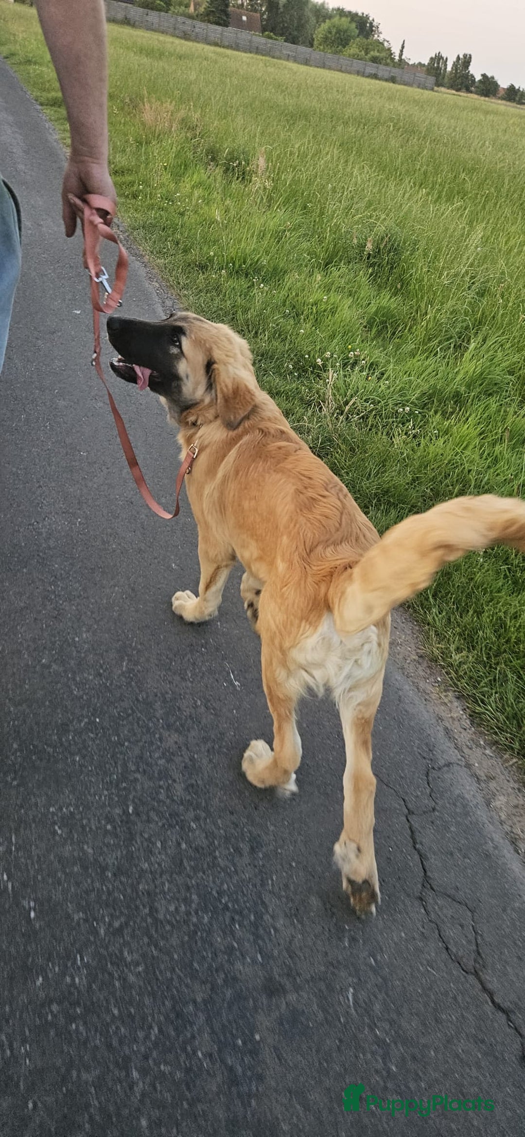 Pyreneese Berghond honden ter adoptie: Kruising portugeze berghond  - Advertentie 4