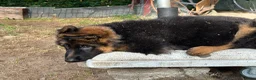 Duitse Herder honden te koop: Duitse herder puppy’s - Advertentie 18