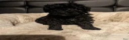 Labradoodle honden te koop: Toy Poedel 🐕 Doodle Mini 🐕 OudersGetest ! - Advertentie 19