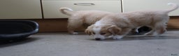 Goldador honden te koop: Super Lieve Golden Retriever pups te koop - Advertentie 5