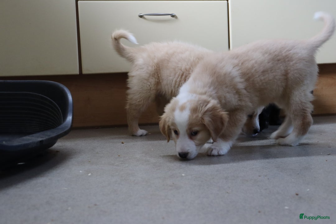 Goldador honden te koop: Super Lieve Golden Retriever pups te koop - Advertentie 5