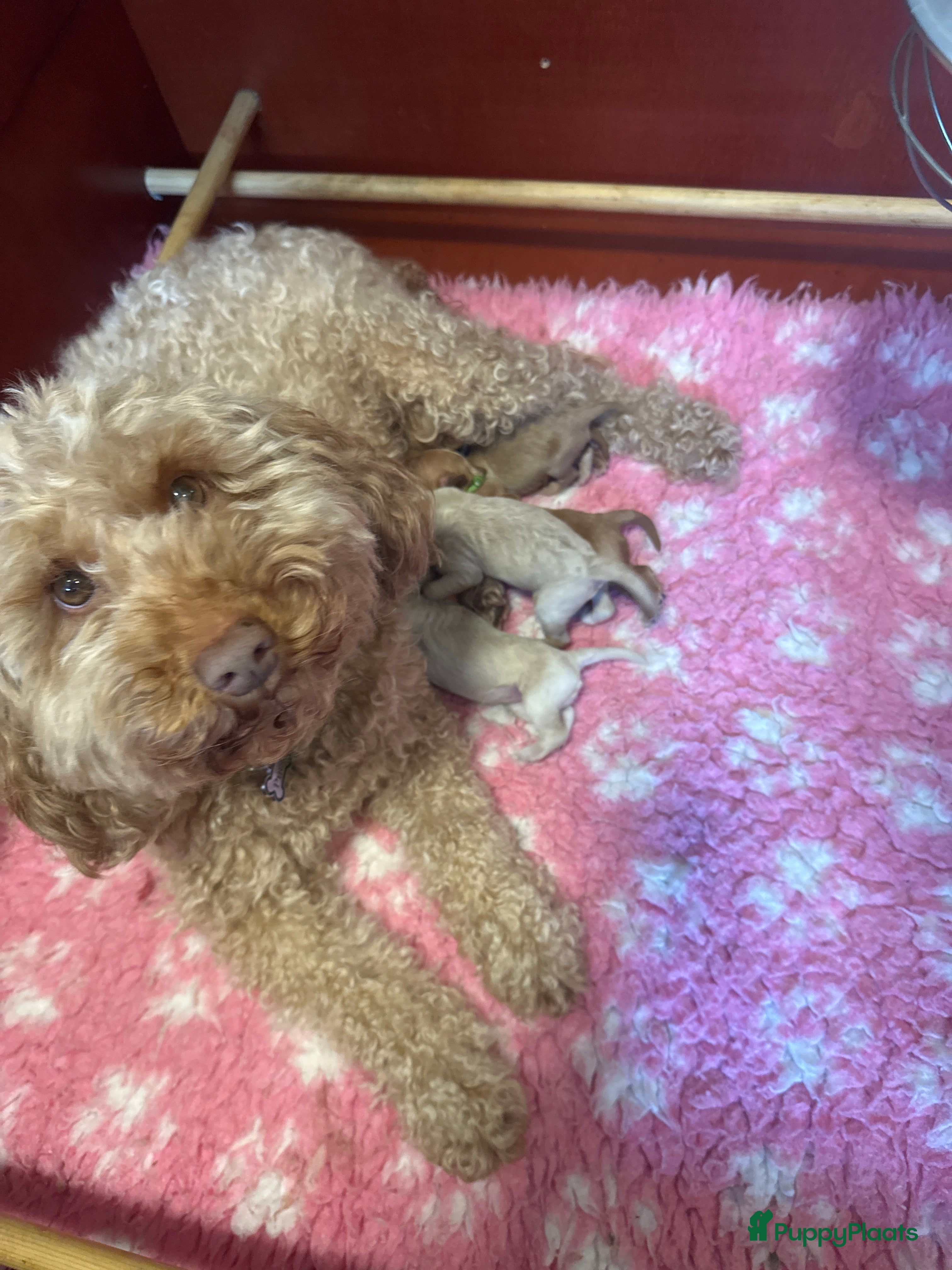 Australian Labradoodle honden Australian Labradoodle ( medium) - Advertentie 2