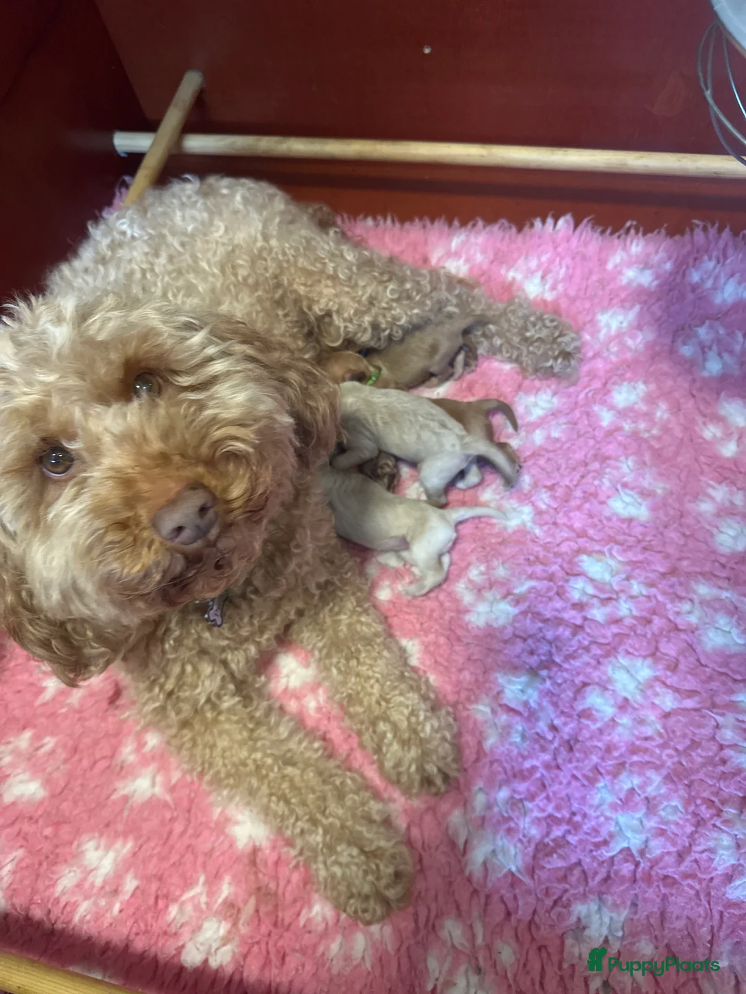 Australian Labradoodle honden te koop: Australian Labradoodle ( medium) - Advertentie 2