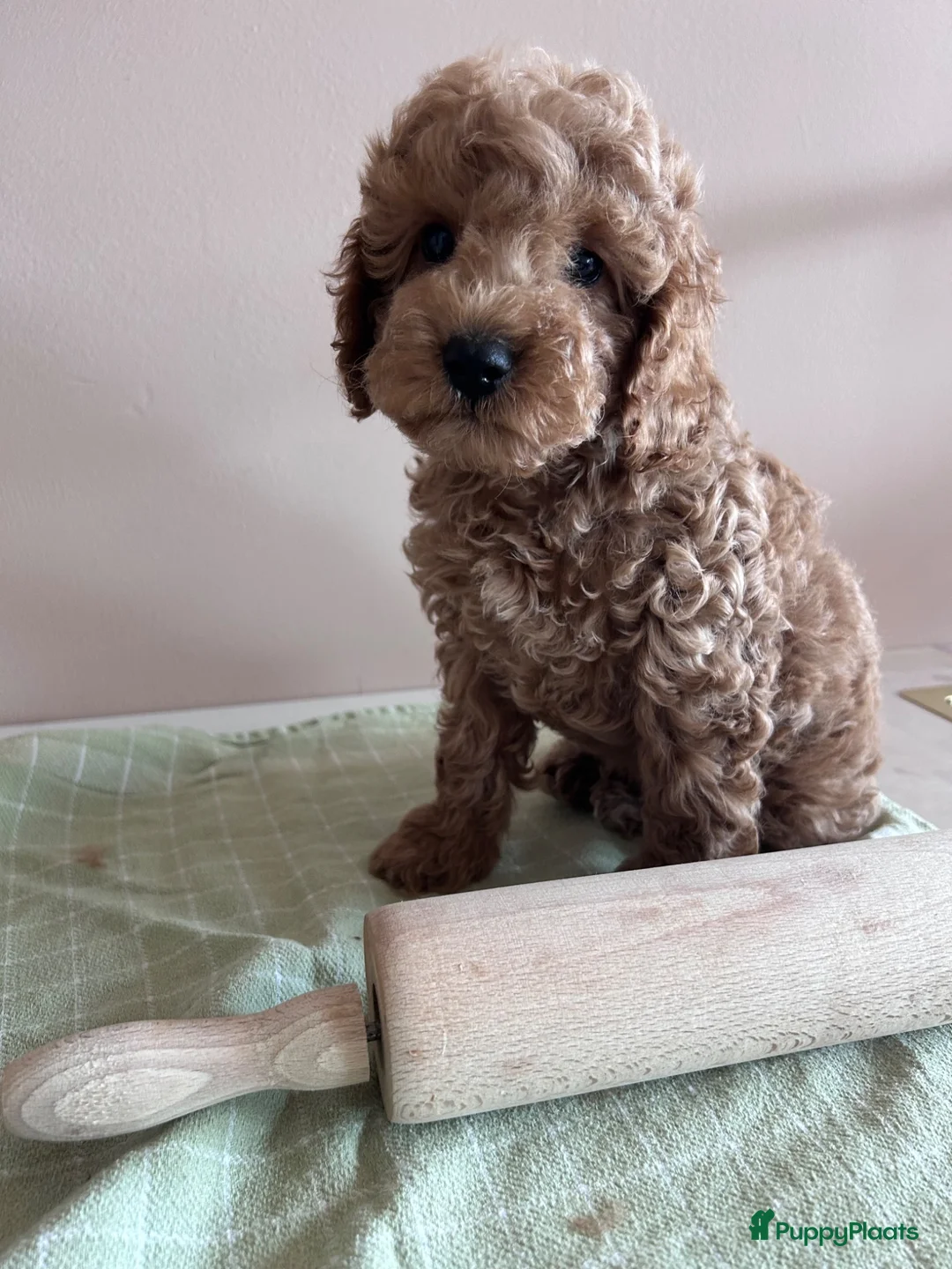 Poedel Toy honden te koop: Toy poedel raszuiver  - Advertentie 10