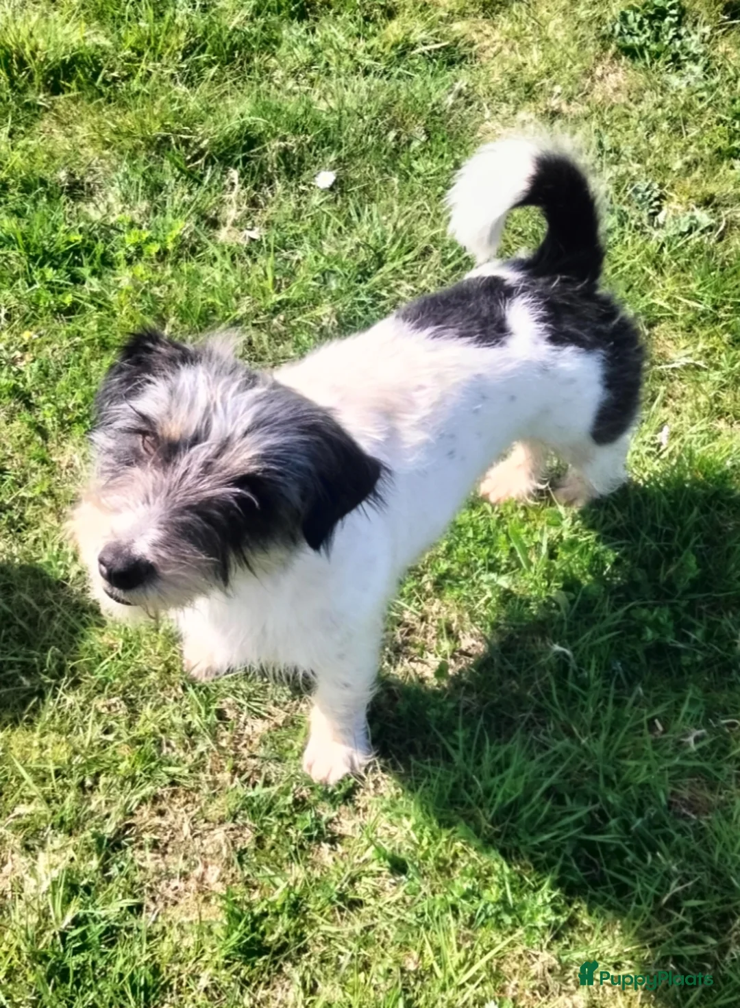 Jack Russel Terriër honden te koop: Jack Russell pup met stamboom - Advertentie 9