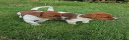 Jack Russel Terriër honden te koop: Jack russel - Advertentie 5